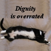 amilyn: Leonard rolling on his back undignified (cat dignity)