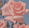 skyrosebud: (rose)