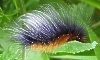 hairyears: Another Tiger Moth caterpillar, with an extravagant rockstar coiff of silver-grey bristles: small, hairy, and venomous (New Romantic Garden Tiger)