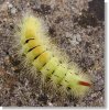 hairyears: A bristly bright yellow-and-black tussock moth caterpillar, with a surprising protuberance that somewhat resembles a willy. It is small, hairy, and venomous (Yellow Tussock)