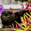 solo: Daqing in cat form (GD Daqing)