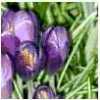 sageandsea: (spring)