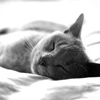 sixbeforelunch: black and white photo of a sleeping cat (sleeping cat)