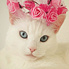 crownedwithholly: cat w/ flower crown (✘ oh so pretty)