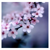 raveninthewind: cherry blossom time is my favorite part of spring. (Sakura)