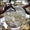 redbird: apple-shaped ice on a tree branch (ghost apple)