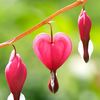 raveninthewind: garden love (Bleeding heart flower spring)