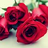 bestiary: (rose)