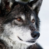 justbeingknife: (wolf: smile)