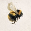 aboxthecolourofheartache: a realistic illustration of a fuzzy bumblebee (Default)