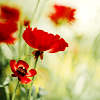 raynedanser: made by lj user neke (stock - red poppies)