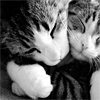 cuda: Two Cats Hugging (kitty hug)