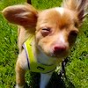 greywash: Meet Trotsky. (dogs, dooooooogs, trotsky)