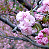 elke_tanzer: pink blossoms (pink blossoms)