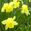 elke_tanzer: spring daffodils closeup (spring daffodils closeup)