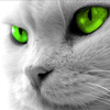 sarcasticat: ([cat] stare)