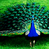 gentlyepigrams: (peacock tail)
