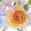 sheron: peach rose (peach rose)