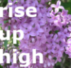 flowersforgraves: An image of lilac flowers with overlaid text reading "rise up high" (discworld)