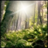 heartofoshun: (forest light)