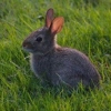 f1rabbit: a small brown rabbit sitting in lush green grass (rabbit)