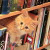 eondryffa: Yellow kitten in a bookshelf appearing between books (Kitten between books)