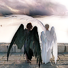 astrogirl: (Aziraphale and Crowley)