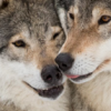 justbeingknife: (wolf: snoots)