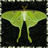 chomiji: A luna moth, wings spread (Luna Moth)