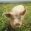 scapepig: (Default)