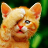 gilbo: (Animals: Facepalm Kitty)