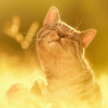 maristu: kitty in the sun (kitty in sun)