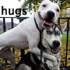 moth2fic: two dogs hugging/caption hugs (hugs_dogs)