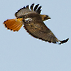 hawkwardness: (soaring)