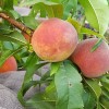 tielan: peaches on the branch (garden 02 - peaches)