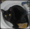 wrenb: (kitten in the sink)