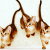 kitty_trio: A trio of kittens (Default)