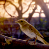 elisi: And a nightingale sang in Berkeley Square (Nightingale)