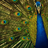 peoriapeoriawhereart: peacock with tight arc of eyes and blue breast to one edge (peacock)