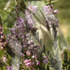 callunav: (Calluna5+)