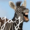 misbegotten: A happy zebra with the word yay! (Festivity Zebra Yay)