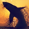 sdk: A great white shark breaching in shadow at sunset (Sharks - Great White sunset)