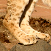 sacredeyes: (Lion Legs)