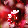 turlough: apple blossom surrounded by tiny hearts ((other) love)
