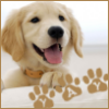 yourlibrarian: Puppy Yay (NAT-PuppyYay-misbegotten)