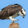 hatestrashcans: (Osprey)