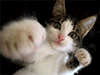 cydling: animated image of a cat looking like they are punching (punch cat)