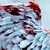 the_rebel_son: (Bloody Wings)