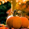 raynedanser: made for me by me - NO SHARING (misc - PUMPKIN EVERYTHING)