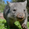 peoriapeoriawhereart: wombat strides at camera low to ground (wombat)